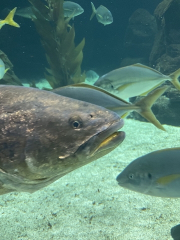 Acuarios con peces en Loro Parque