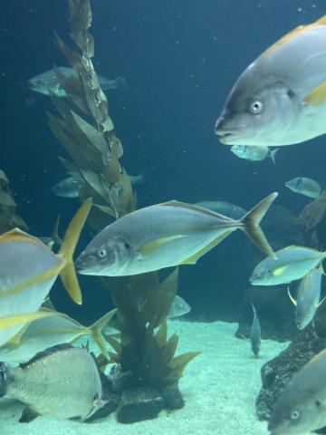 Acuarios con peces en Loro Parque