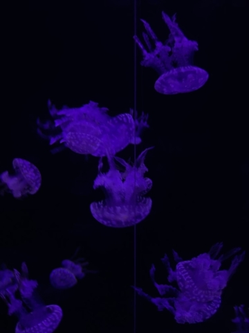 Medusas en Loro Parque (Fondo de pantalla)