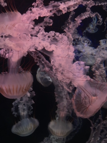 Medusas en Loro Parque (Fondo de pantalla)