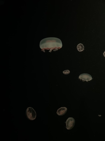 Medusas en Loro Parque (Fondo de pantalla)