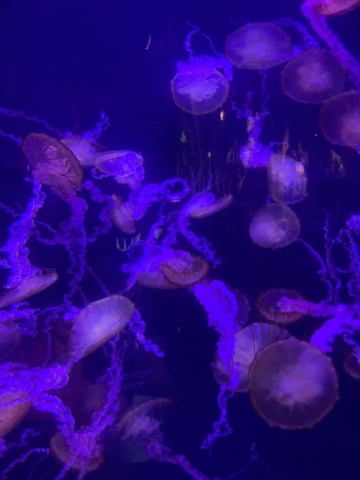 Medusas en Loro Parque