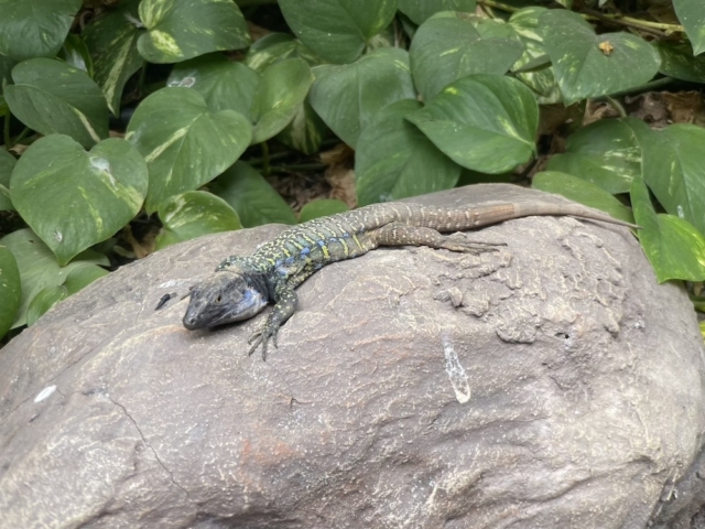 Típica lagartija de Tenerife